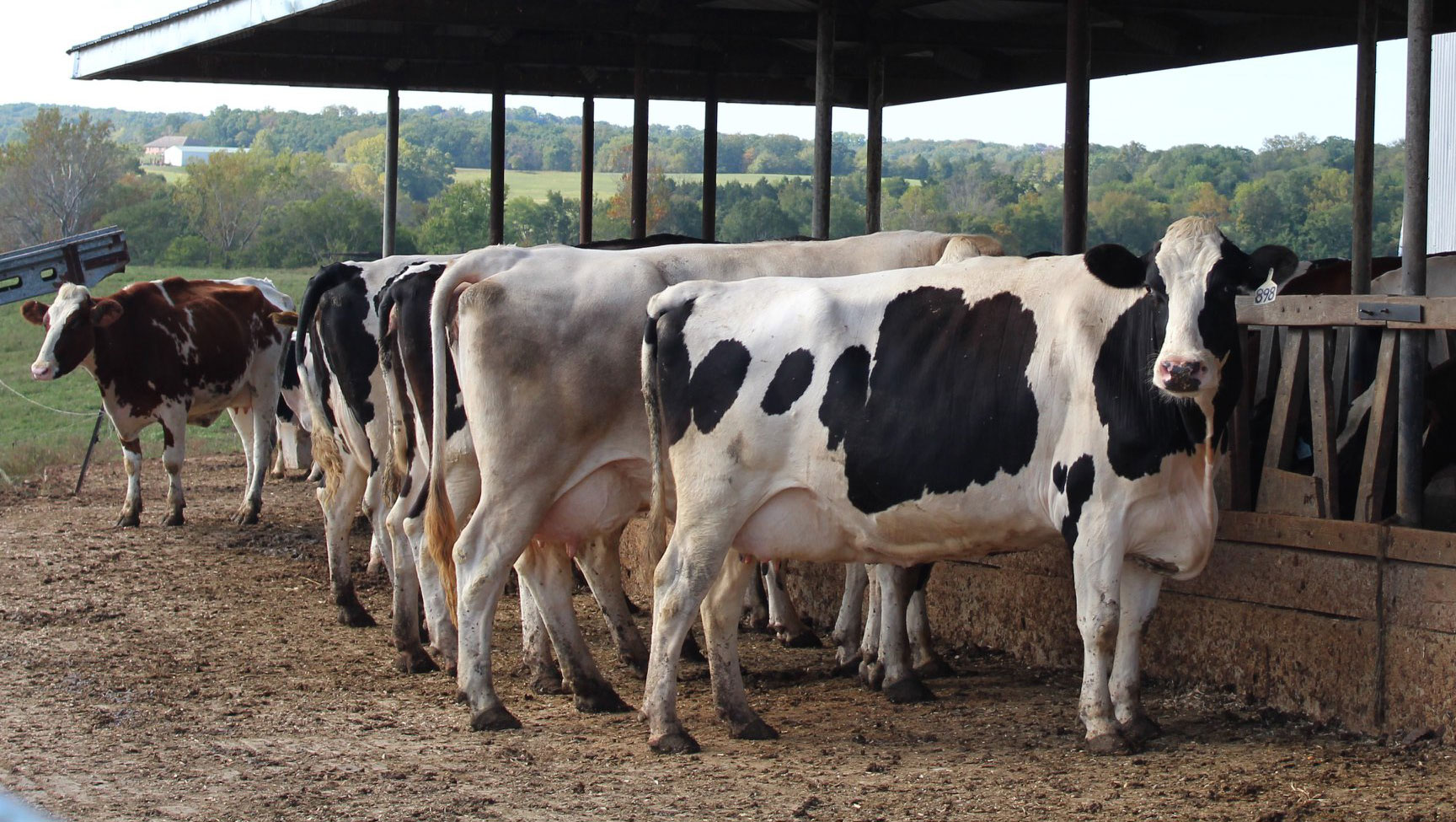 Cow Comfort Prairie Farms Dairy Inc